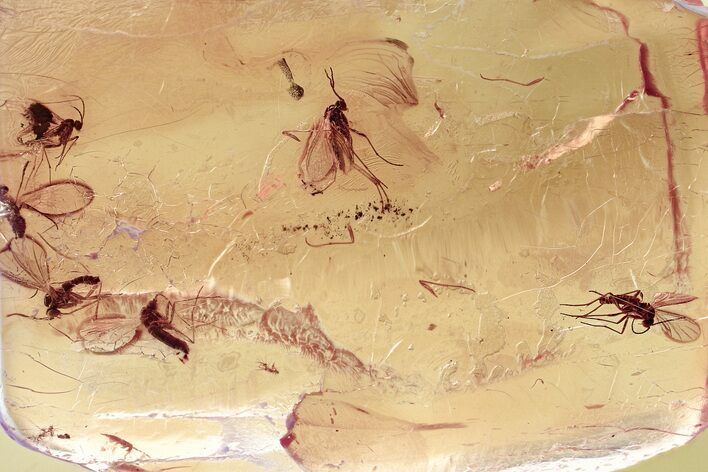 Five Fossil Fungus Gnats a Moth Fly in Baltic Amber #343442